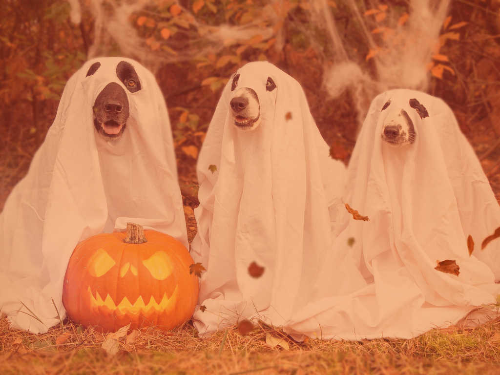 Gostosuras ou travessuras: Halloween na Americanas tem doces e